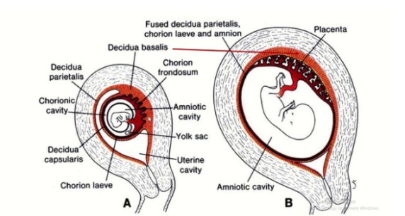 decidua midwives revisiondecidua midwives revision