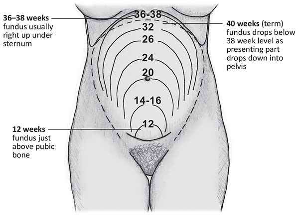 Fundal Height by Weeks of Gestation