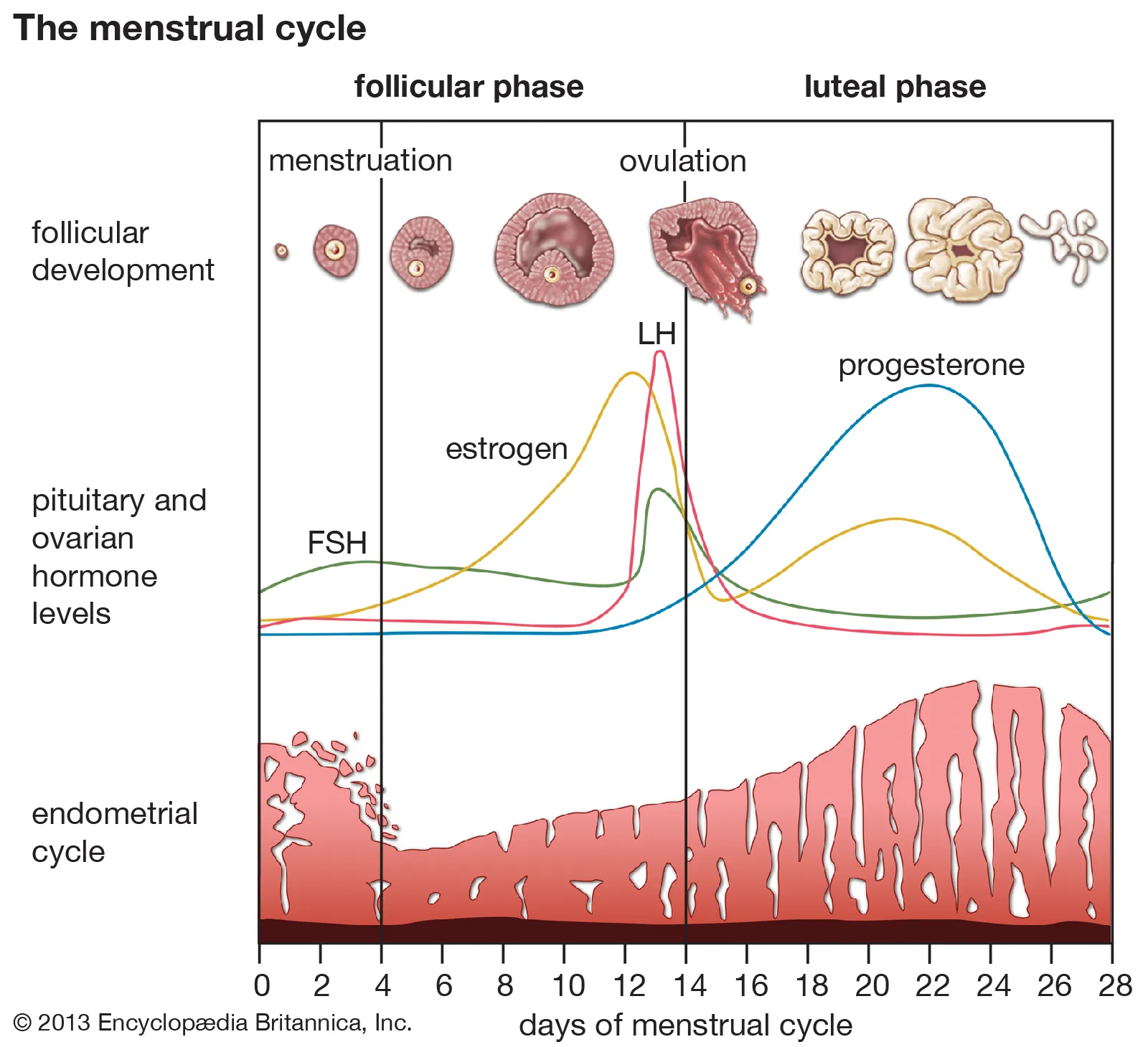 Graph of Menstrual Cycle Hormones