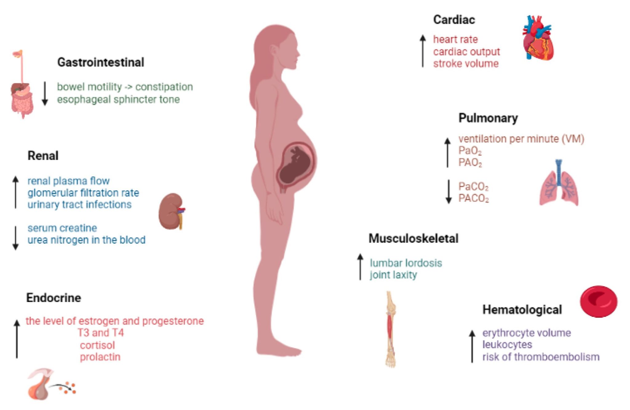 PHYSIOLOGY OF PREGNANCY Midwives Revision