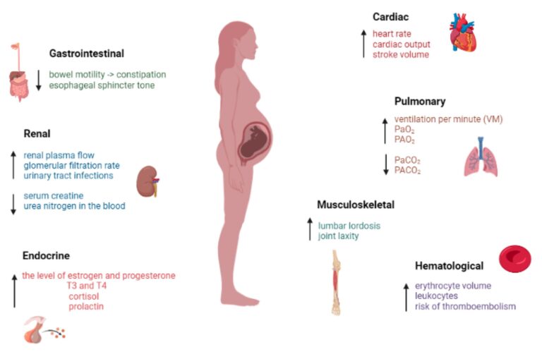 PHYSIOLOGY OF PREGNANCY