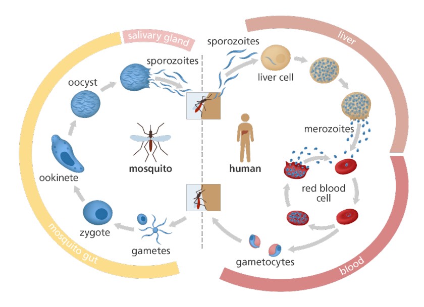 Illustration of the Malaria Parasite Life Cycle:
