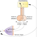 PHYSIOLOGY OF PUERPERIUM