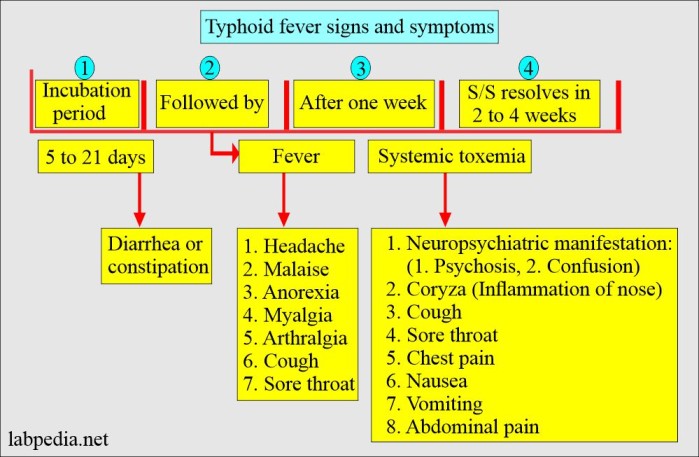 Signs and Symptoms of Typhoid Fever