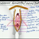 FEMALE EXTERNAL GENITAL ORGANS