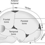 FETAL SKULL