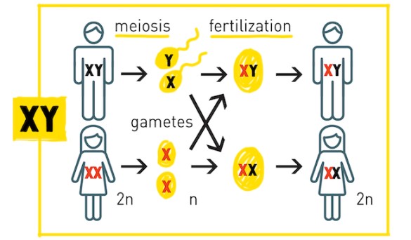 CHROMOSOMES midwives revision