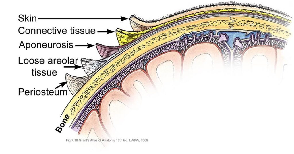 Diagram of the scalp tissue