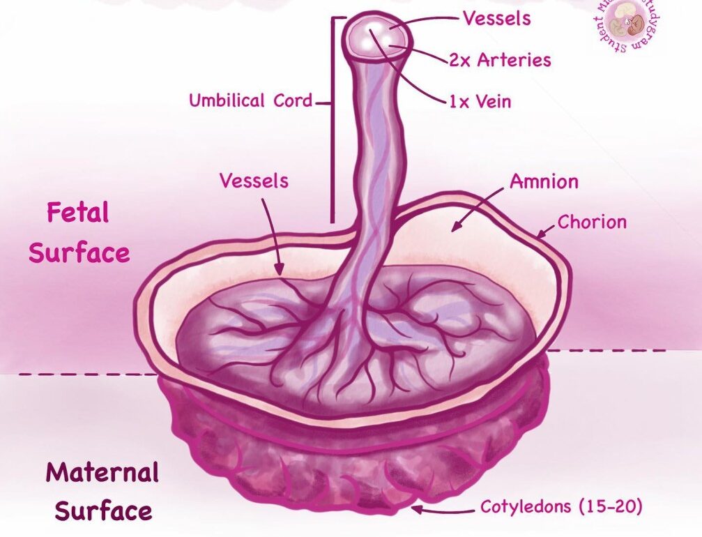 EXAMINATION OF THE PLACENTA MIDWIVES REVISION