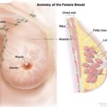 FEMALE BREAST (MAMMARY GLAND)