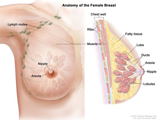 FEMALE BREAST (MAMMARY GLAND)