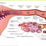 Fertilization and embryology midwives revision