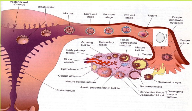 Fertilization and embryology midwives revision