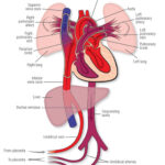 Fetal Circulation midwives revision