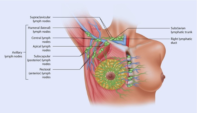 Gross Structure of breat midwives revision