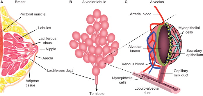 Microscopic Structure of breast midwives revision