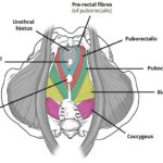 Pelvic Floor Muscles midwives revision