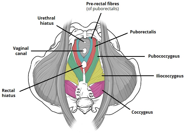 Pelvic Floor Muscles midwives revision