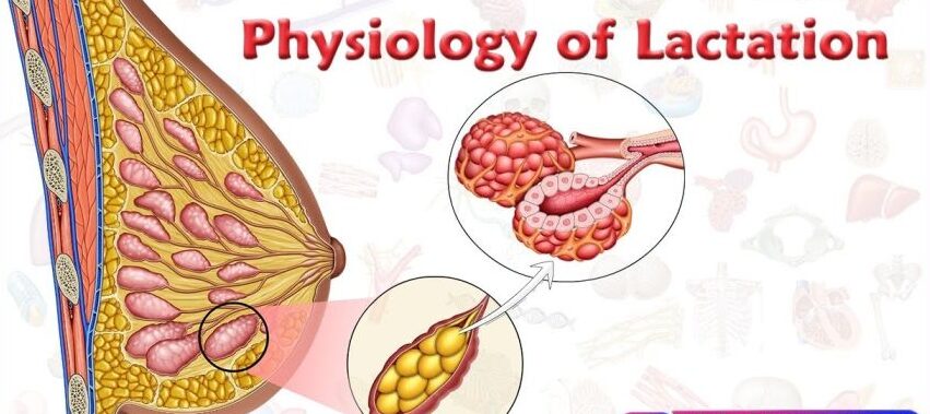 Physiology of Lactation midwives revision (1)