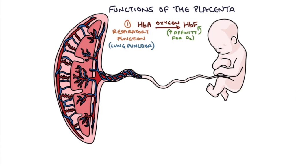 Placenta at Term midwives revision