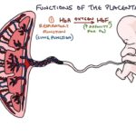 Placenta at Term midwives revision