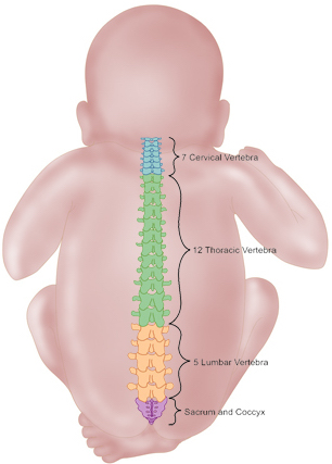 SPINAL CORD fetal