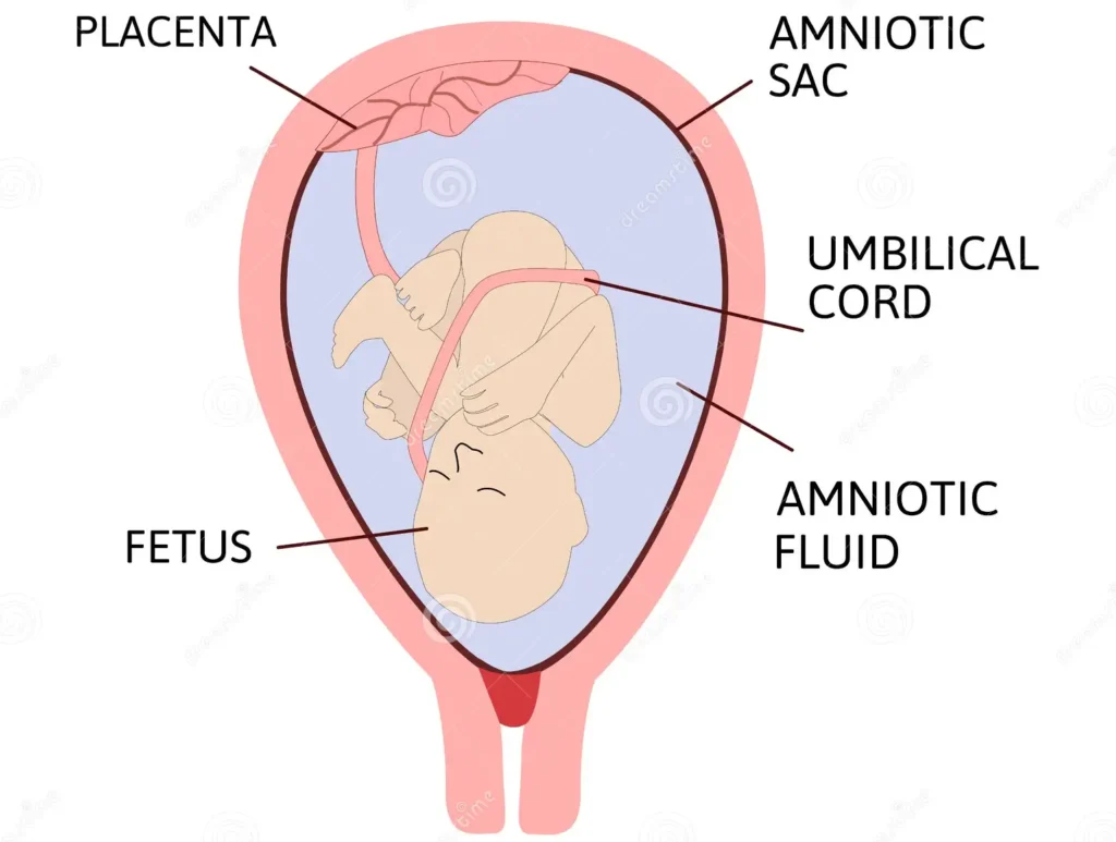 THE AMNIOTIC FLUID (LIQUOR AMNII)