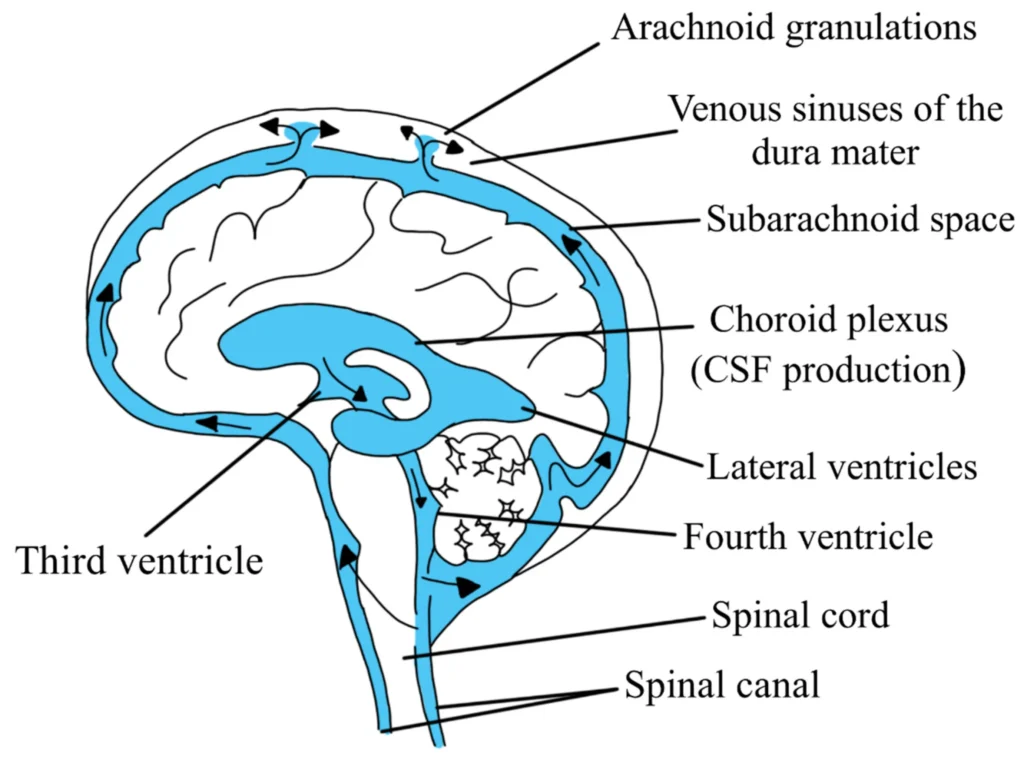 THE CEREBRAL SPINAL FLUID (1)