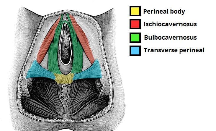 The Perineal Body midwives revision