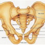 female pelvis midwives revision