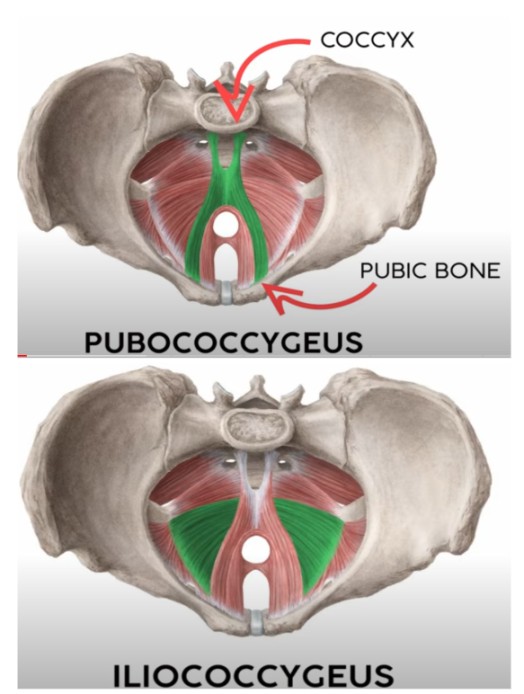 Pubococcygeus Muscle Function Pubococcygeus Muscle Function
