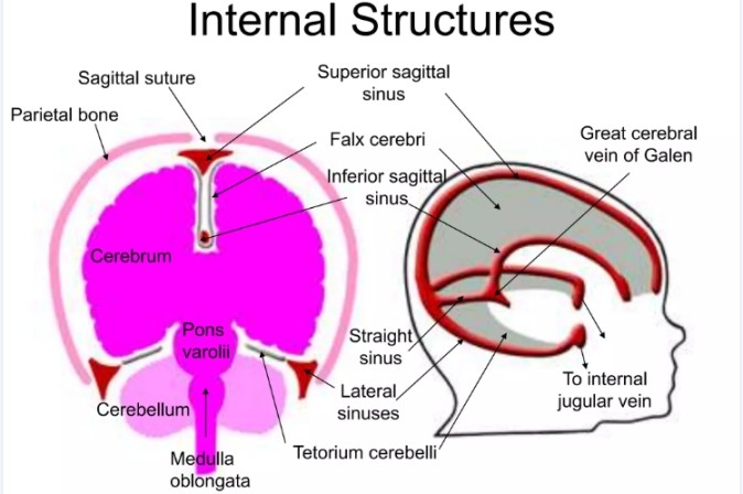 internal structures