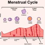 menstrual cycle miwives revision (1)