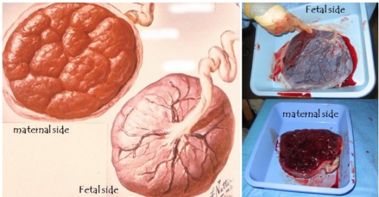 placenta structure midwives revision