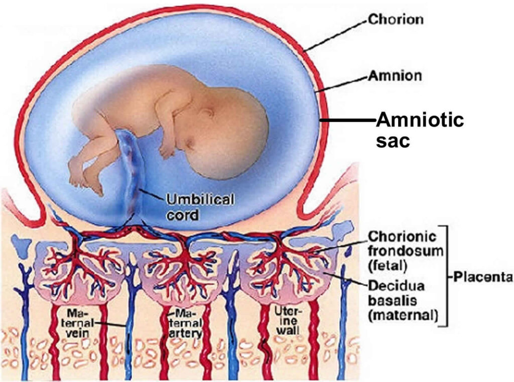 the fetal amniotic sac midwives revision