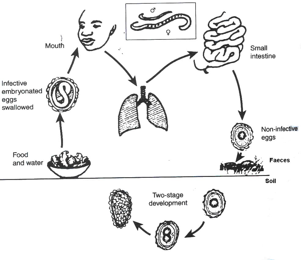 Lifecycles of Helminthiasis