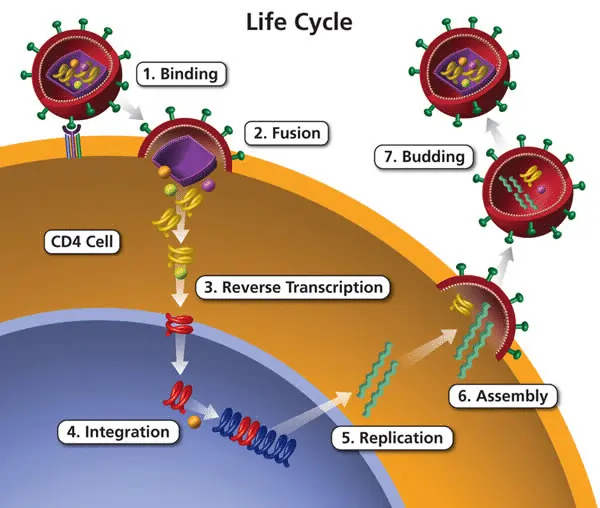 Phases of HIV Entry into Host Cells