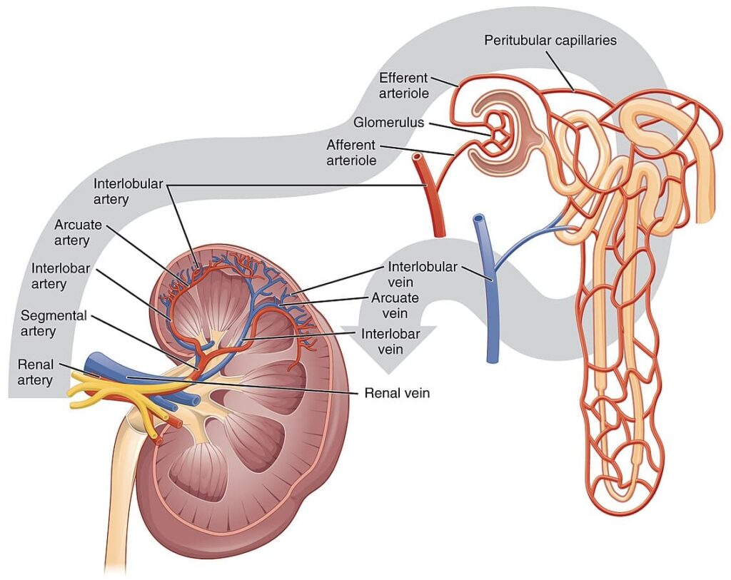 Physiology of the urinary system  (1)